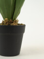 Planta Yucca 35cm Color Unico