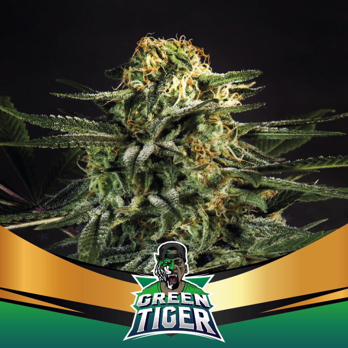 FF - GREEN TIGER - X7 UNIDADES 