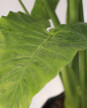 Alocasia Odora - H: 1m Alocasia Odora - H: 1m