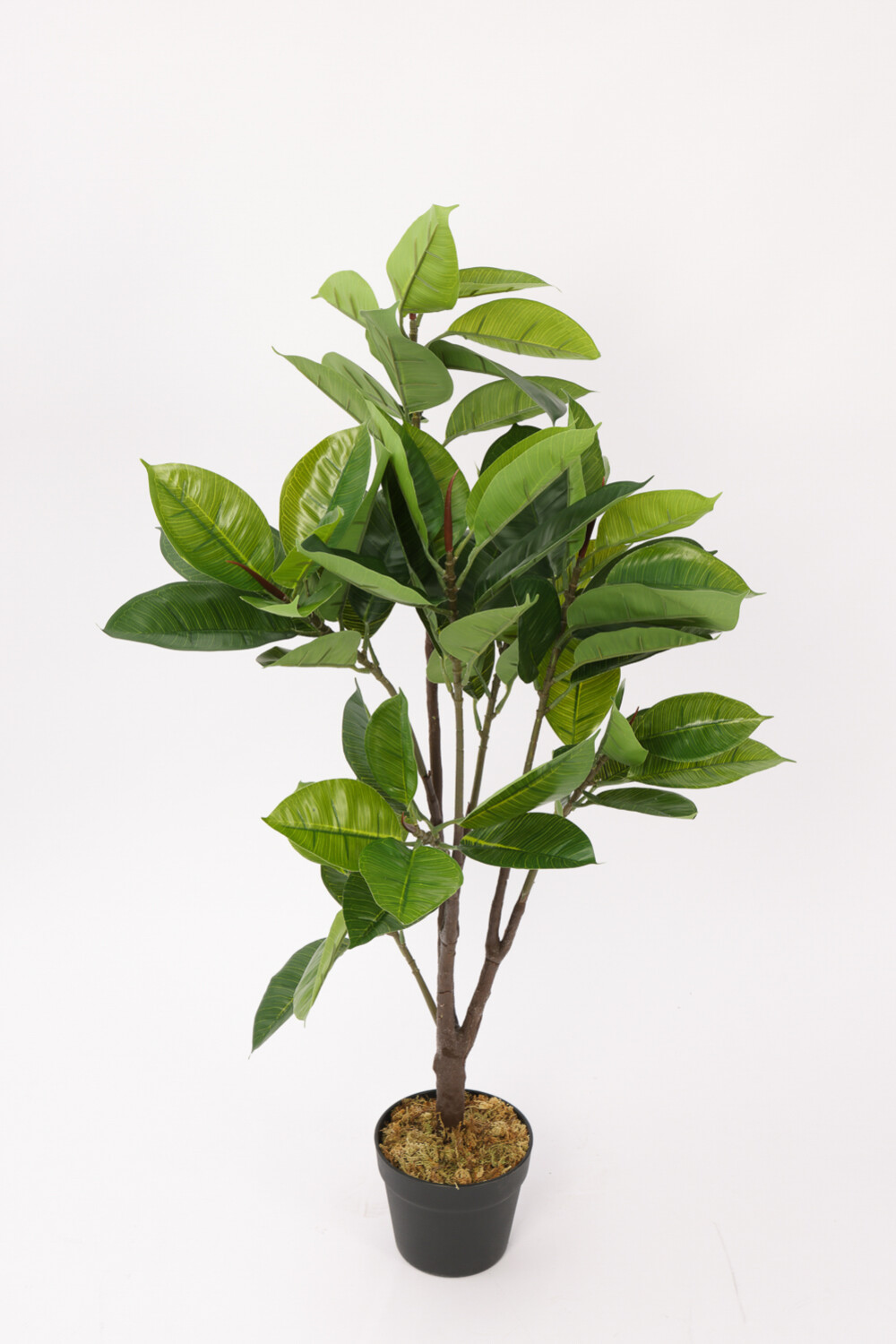 Planta Ficus Lyrata 95cm Color Unico