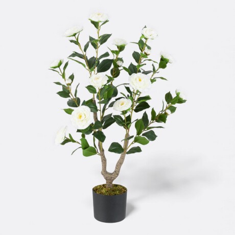 Árbol Camelia Blanco Árbol Camelia Blanco