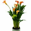 CALAS NARANJA EN MACETA CERAMICA VERDE
