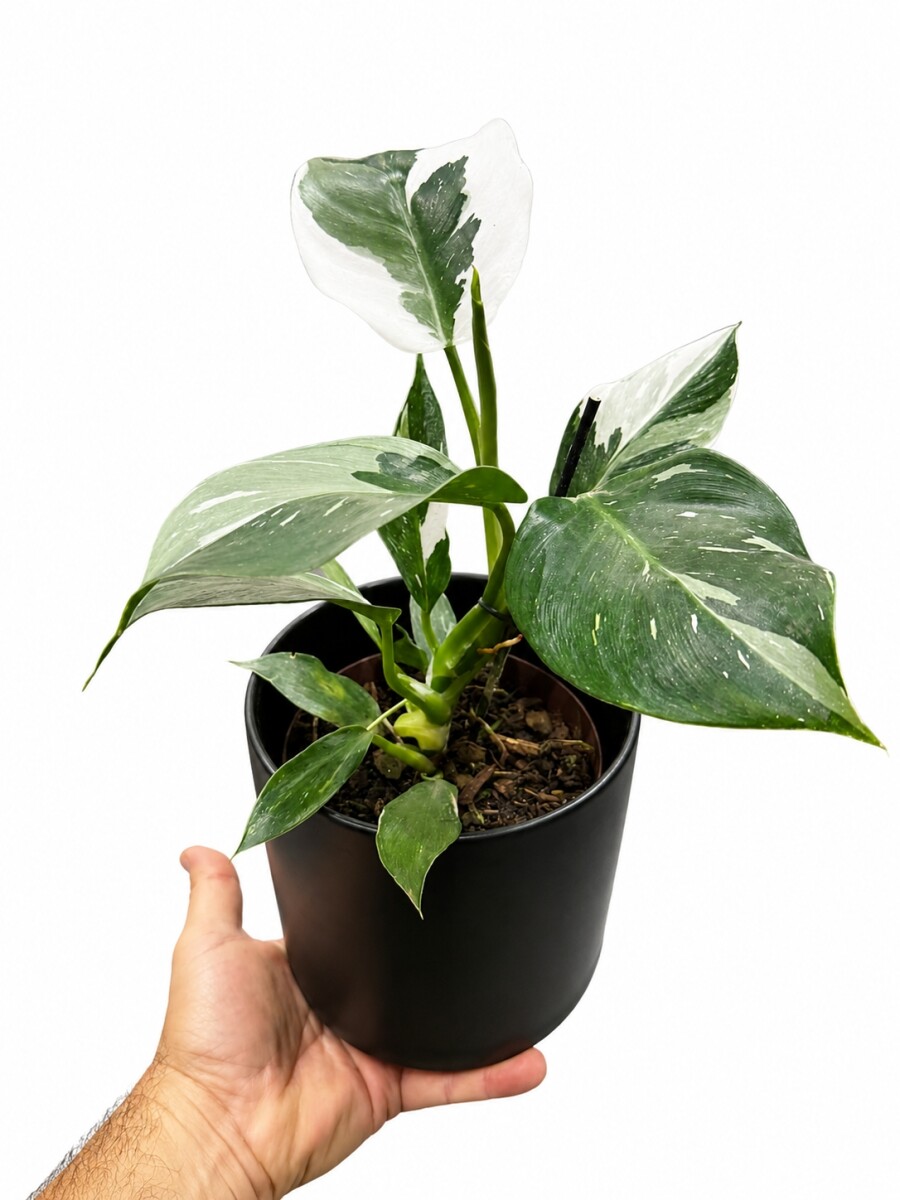 PHILODENDRON WHITE EN MACETA CERAMICA NEGRA
