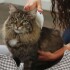 Cepillo Eléctrico Mascotas Mata Pulgas Gatos Perros Pilas Cepillo Eléctrico Mascotas Mata Pulgas Gatos Perros Pilas