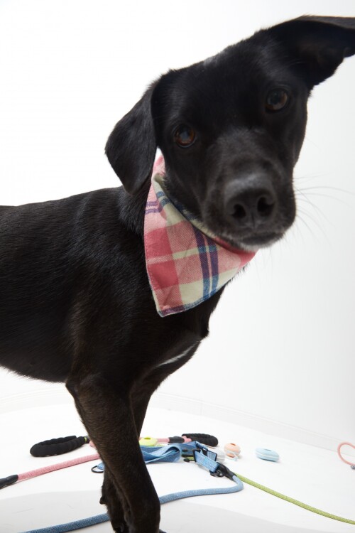 Bandana cuadrillé rosa