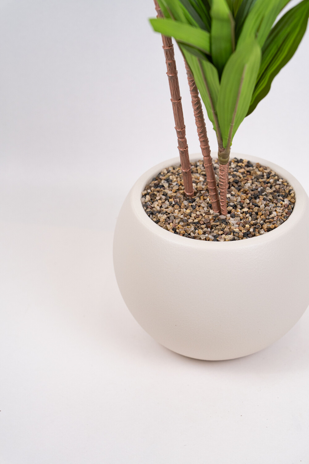 Planta Clavel Color Unico