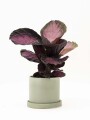 CALATHEA CON MACETA CERAMICA CON PLATO VERDE AGUA