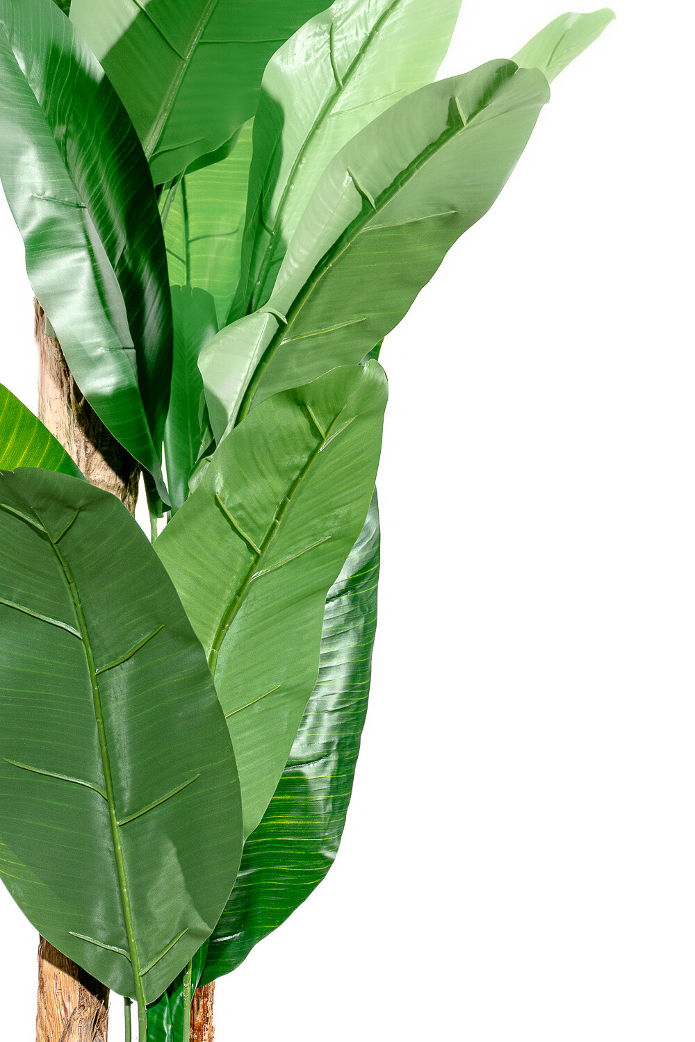 Planta Arum 100cm Color Unico