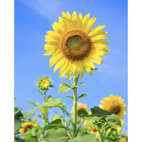 Perfume Elizabeth Arden Sunflowers Summer Bloom EDT 100ml Original Perfume Elizabeth Arden Sunflowers Summer Bloom EDT 100ml Original