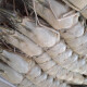 LANGOSTINO ENTERO BLACK TIGER 16/20 pcs/kg - 1 KG Langostino Entero Black Tiger 16/20 Pcs/kg - 1 Kg