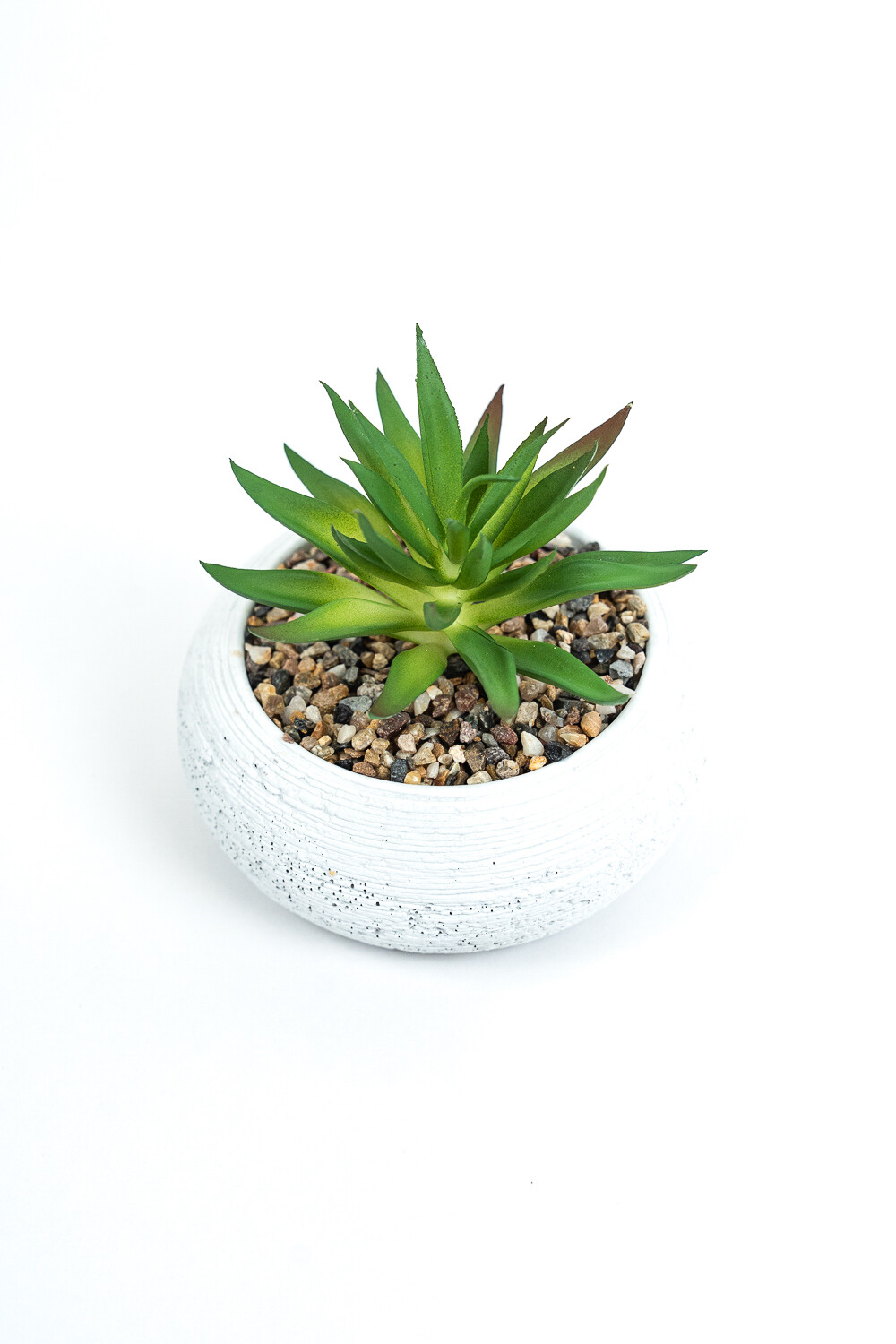 Planta Quovi Estampado 3