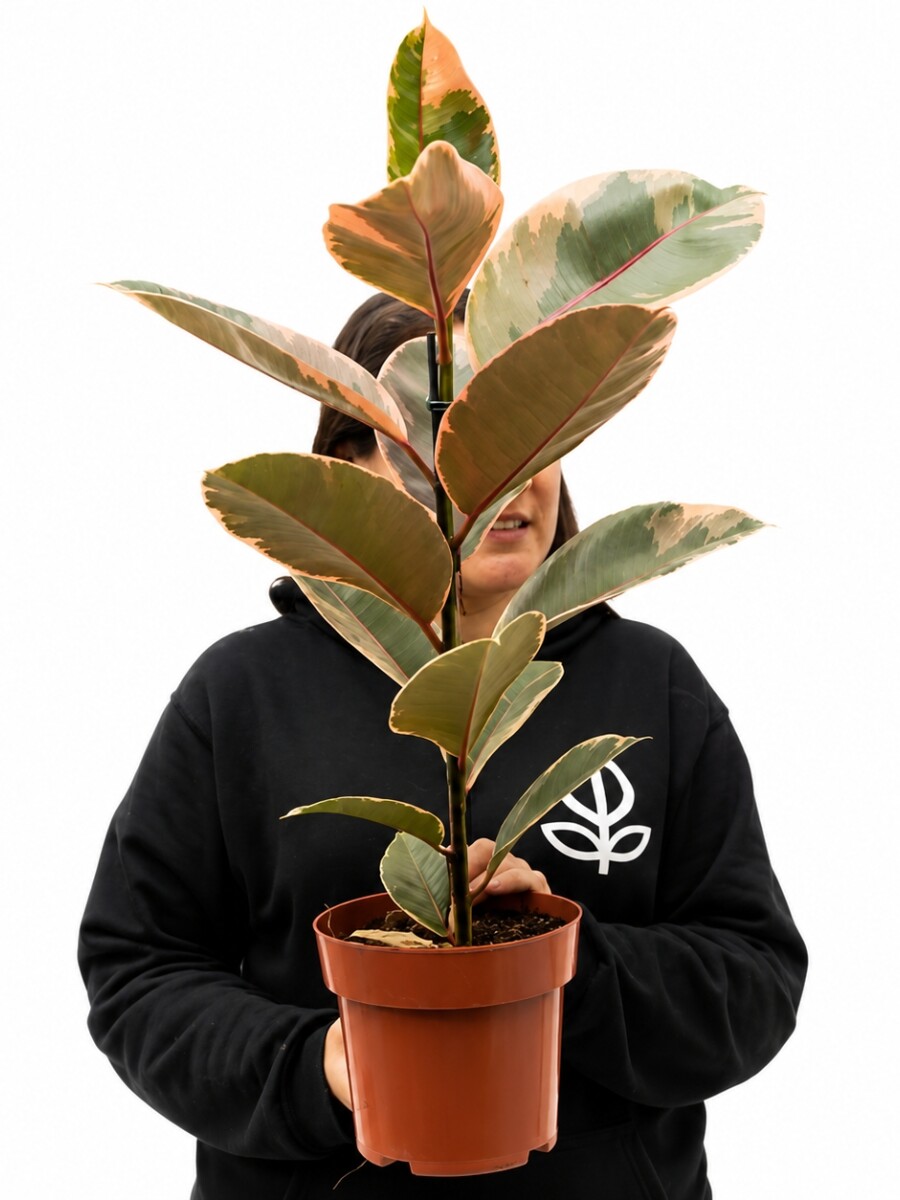 FICUS ELASTICA (GOMERO) VARIEGADO ROSADO (RUBY) M 1 RAMA FICUS ELASTICA (GOMERO) VARIEGADO ROSADO (RUBY) M 1 RAMA