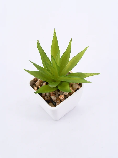 SUCULENTA VERDE