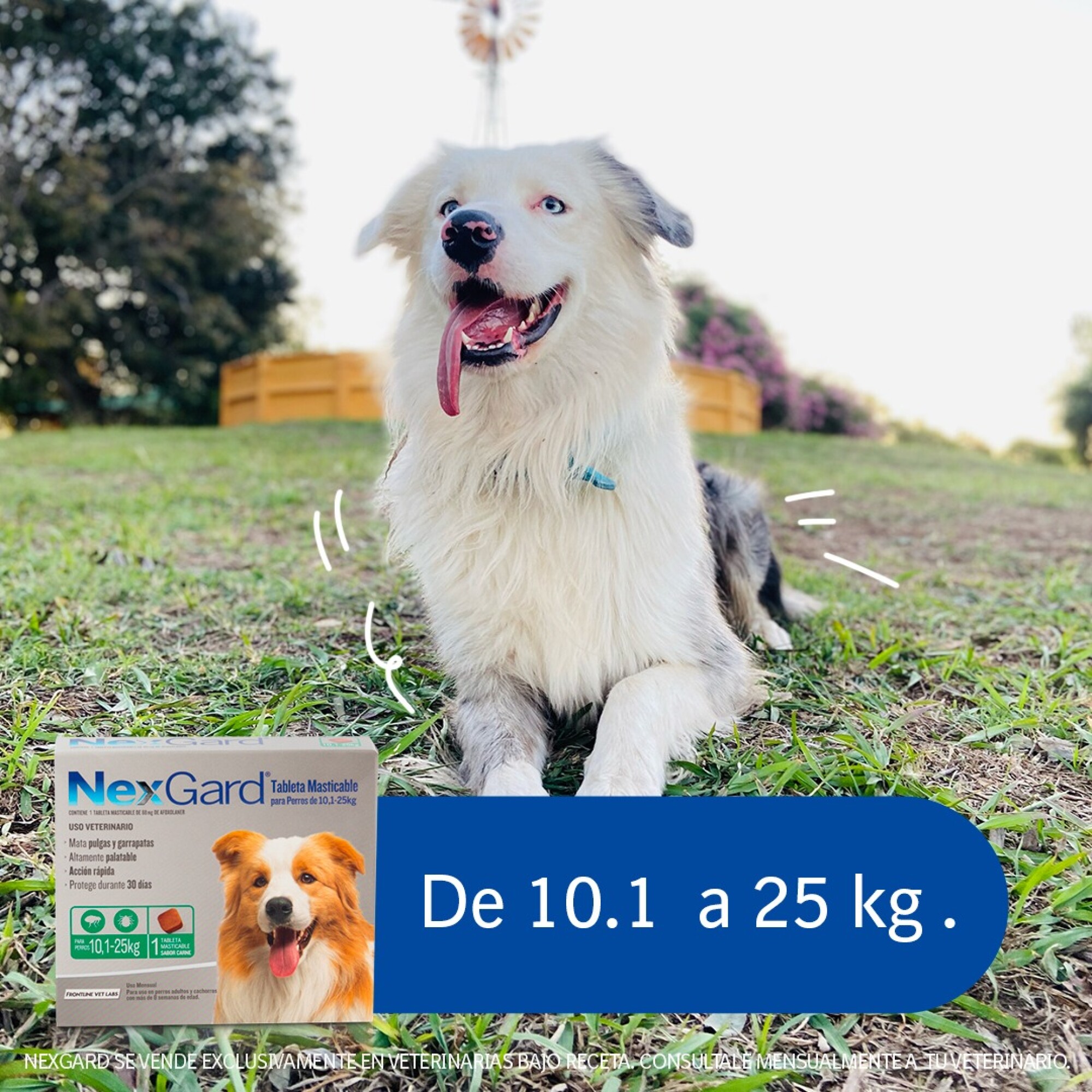 nexgard mata las garrapatas que ya están en el perro