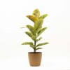 FICUS ELASTICA SHIVERIANA EN PORTAMACETA PLASTICO OCHRE