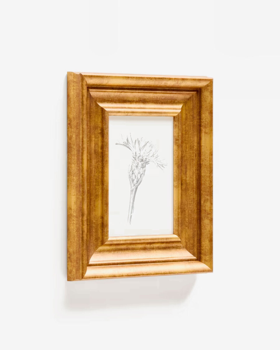 Cuadro Yalira ilustración botánica 33 x 41 cm 
