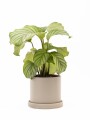 CALATHEA CON MACETA CERAMICA CON PLATO GRIS