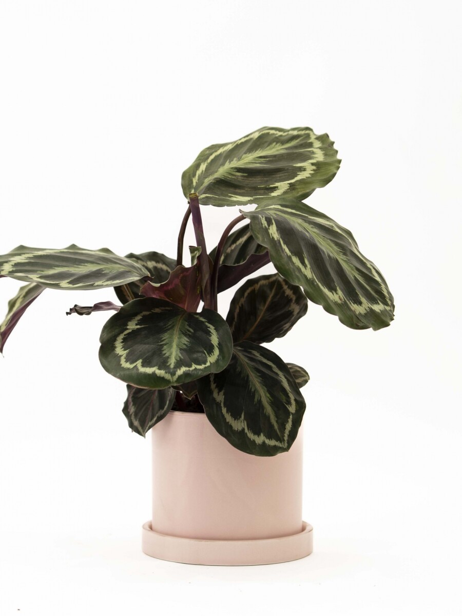 CALATHEA CON MACETA CERAMICA CON PLATO ROSA