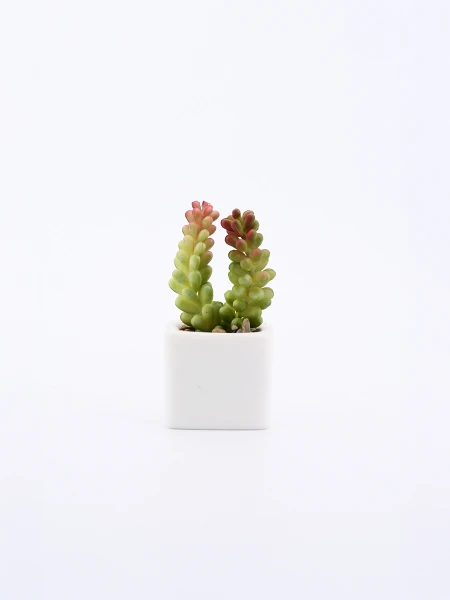 SUCULENTA VERDE