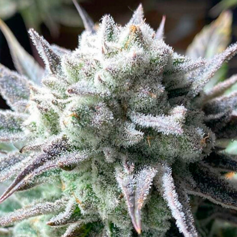 SUGUZ - Pack x 5 SUGUZ - Pack x 5