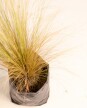 Stipa tenuissima - H: 40cm Stipa tenuissima - H: 40cm