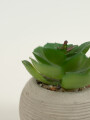 Planta Suculenta 693 Mini, Mix Color Unico
