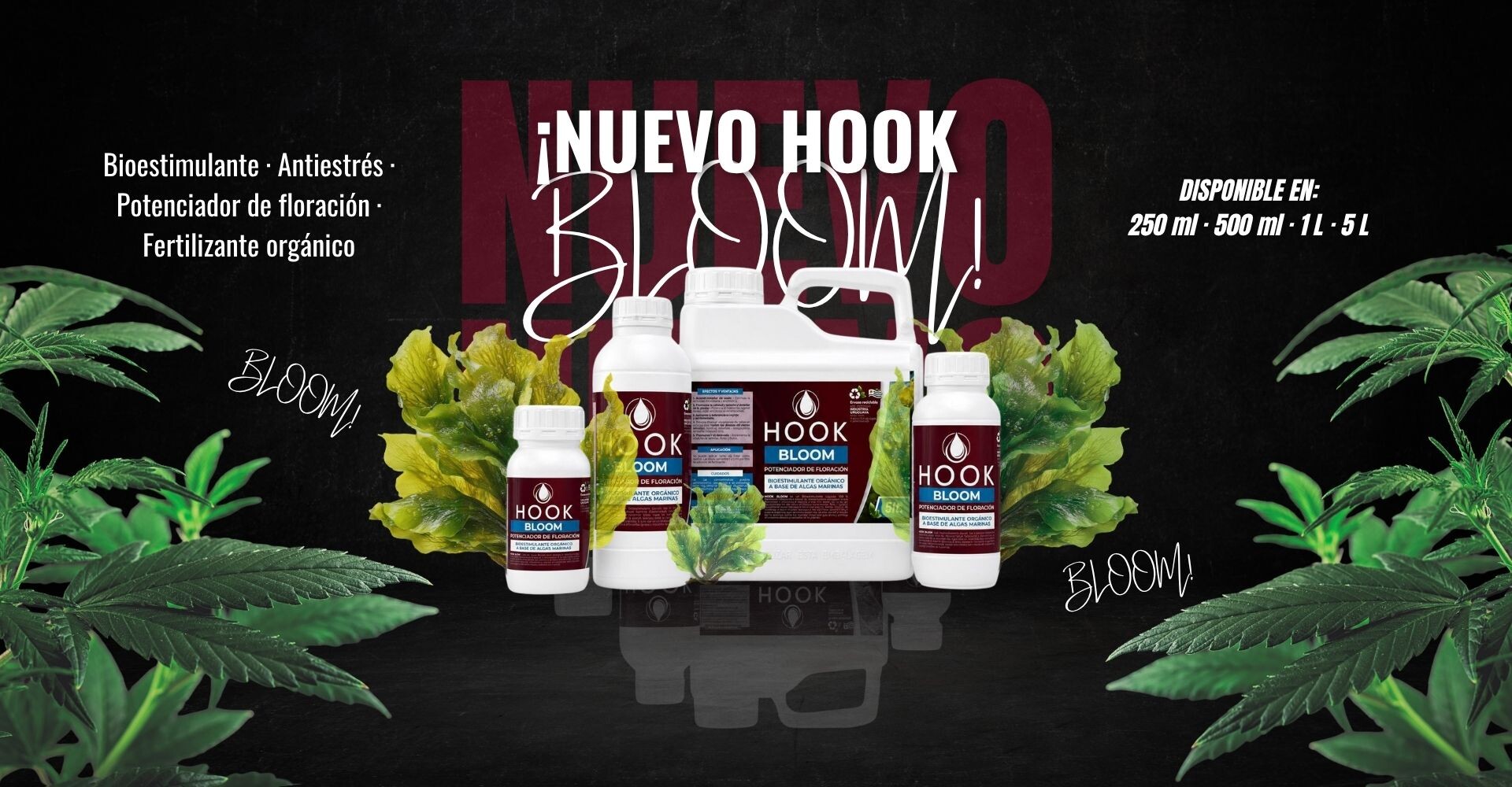NUEVO HOOK BLOOM