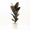 FICUS ELASTICA BURGUNDY EN PORTAMACETA PLASTICO BLANCO