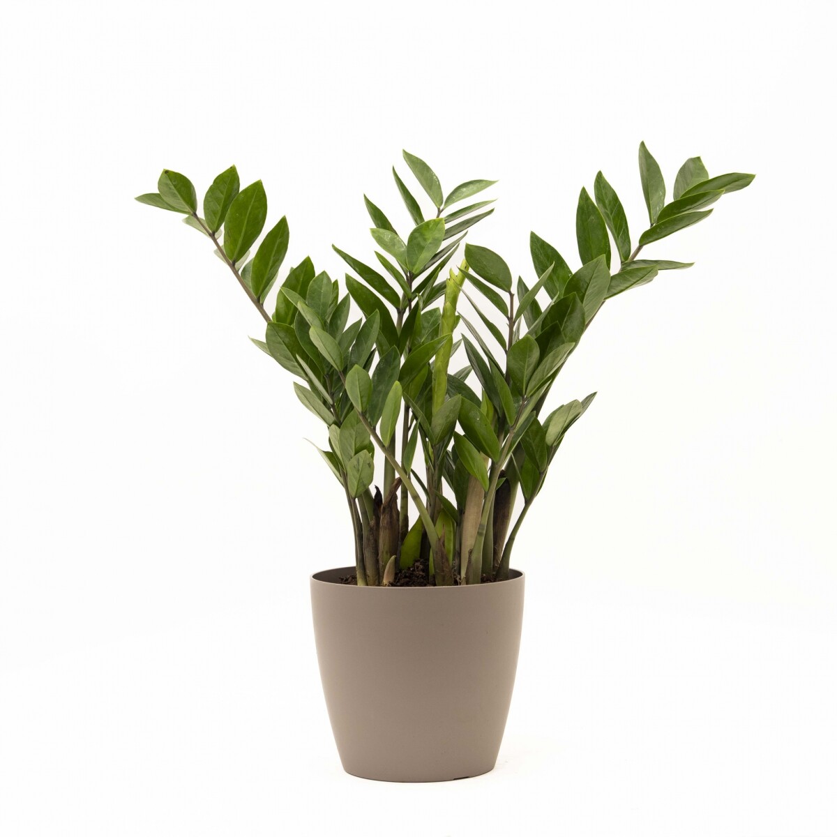 ZAMIOCULCA CON PORTAMACETA PLASTICA - TAUPE 
