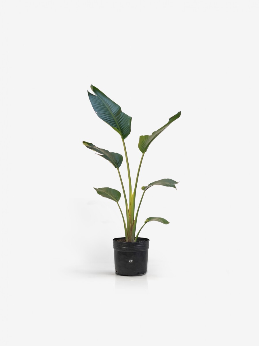 Strelitzia Nicolai - M - H: 1.4m 