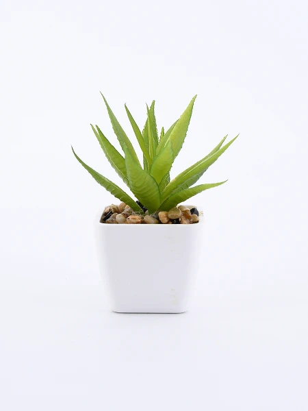 SUCULENTA VERDE