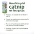 HIERBA GATERA CATNIP PARA GATOS PARA ESPOLVOREAR HIERBA GATERA CATNIP PARA GATOS PARA ESPOLVOREAR