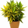 CROTON AMARILLO EN MACETA OCHRE