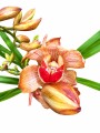ORQUIDEA CYMBIDIUM ORQUIDEA CYMBIDIUM