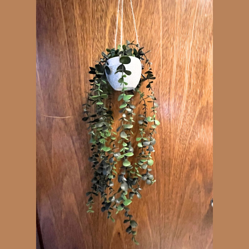 Planta con Maceta Colgante Oscuro