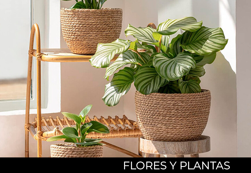 Flores Y Plantas