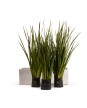 KIT Jardinera "Gris laca" 1m* 30cm* 30cm* con Dietes, Sustratos y Cubresuelo