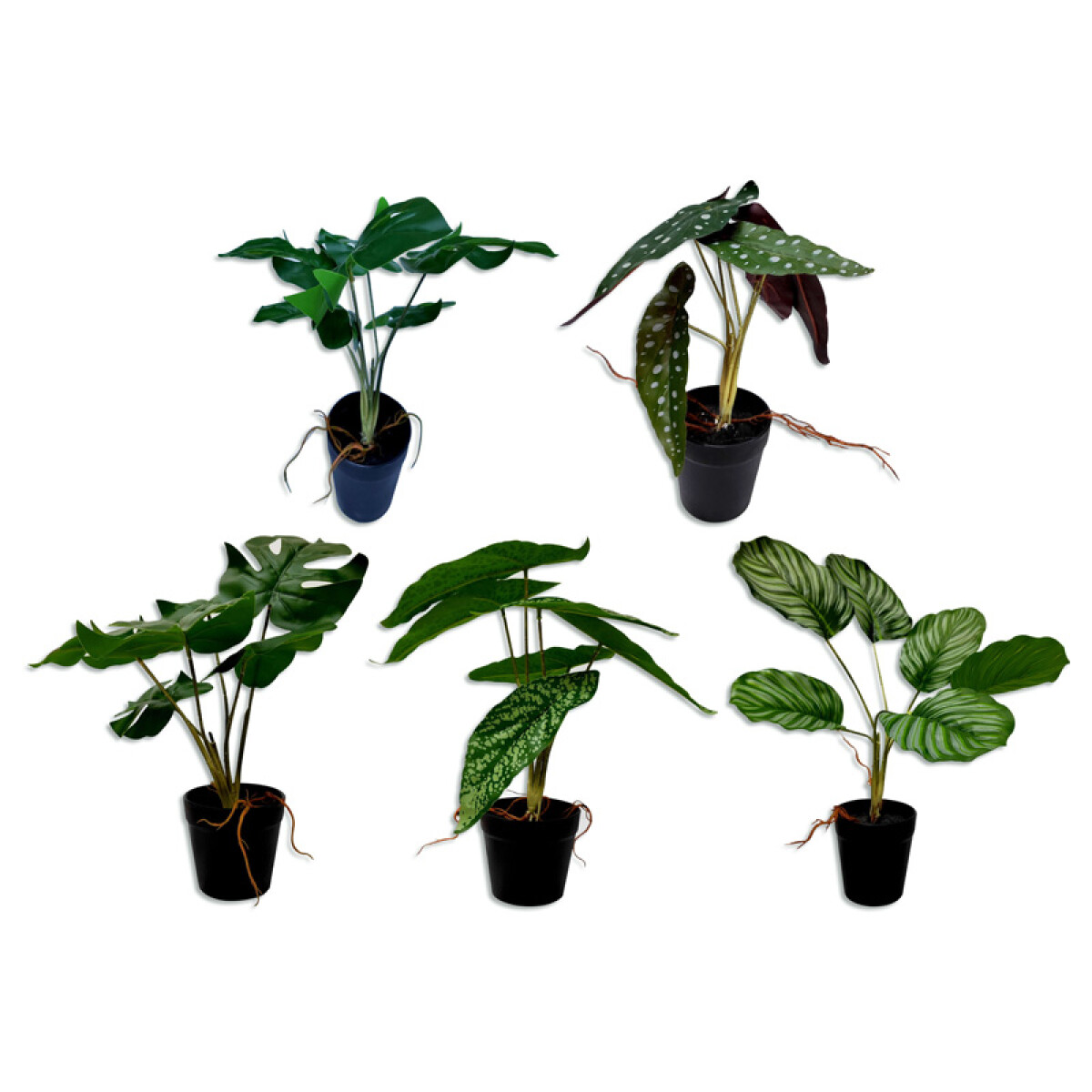 Planta tropical decorativa en maceta 