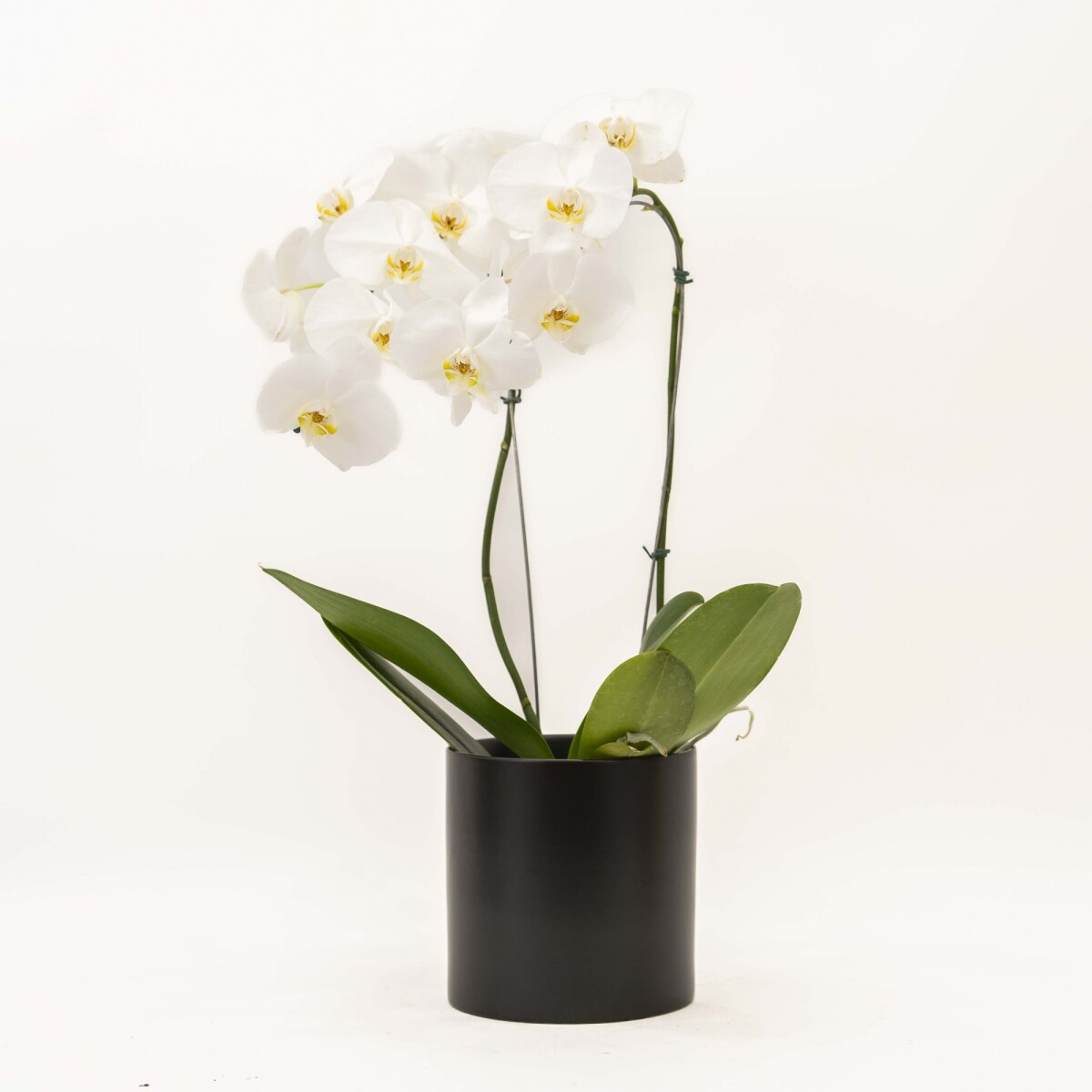 ORQUIDEA CURVA - CON MACETA NEGRA 