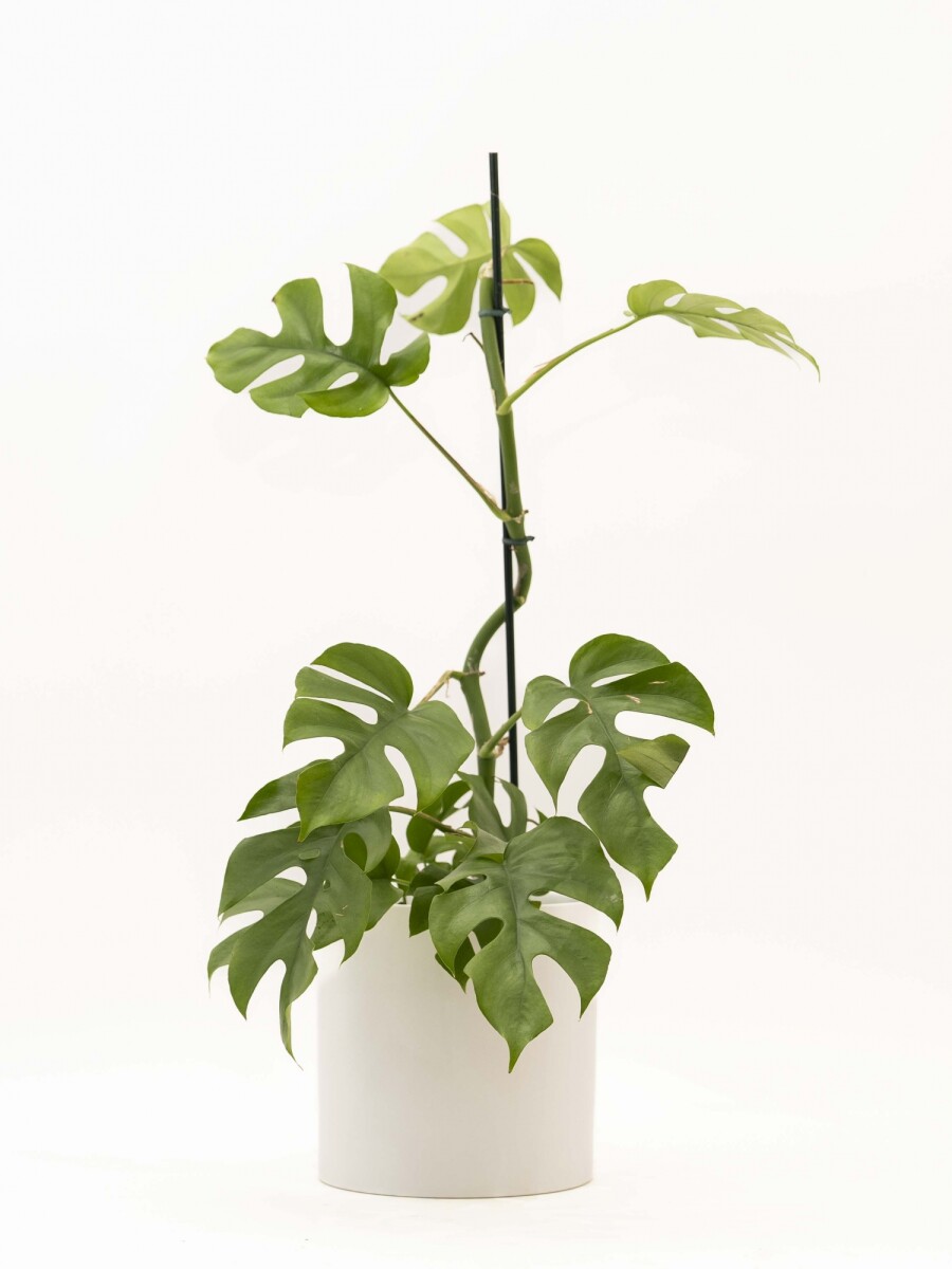 MONSTERA MINIMA CON PORTAMACETA BLANCO