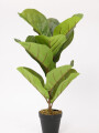 Planta Higuera 70cm Color Unico