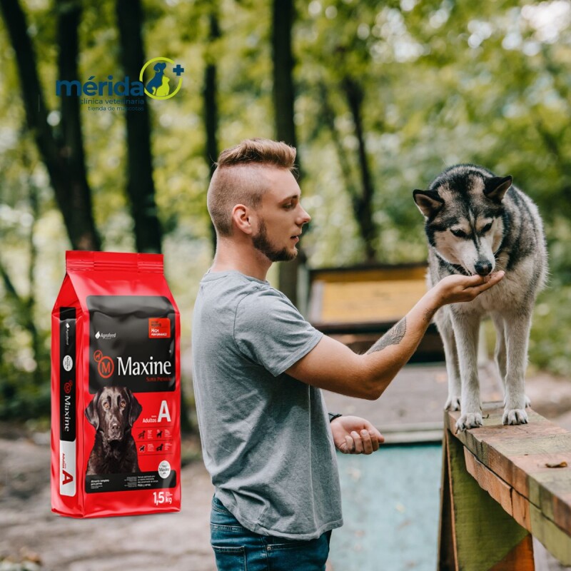 MAXINE PERROS ADULTOS 21 KG