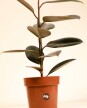 Ficus Elástica "Gomero" Negro - H: 60cm